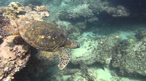Sea Turtles At Napili Bay Maui Gopro Snorkeling Youtube