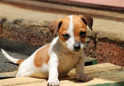 Chihuahua Mix Breeds Guide To The Top Crosses Animal Corner