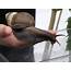 Cute Giant African Land Snail  Trendy