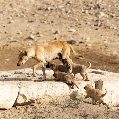 Dingo Killing — Defend The Wild