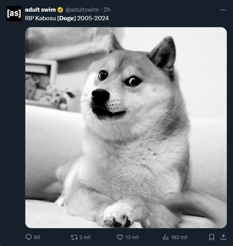 Kabosu The Cute Dog That Inspired The Doge Meme Passes Away Fans Bid