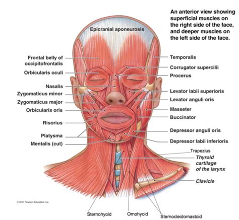 Human Anatomy Muscles Head And Neck Muscles Pictures Flashcards Quizlet