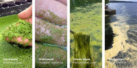 How To Identify Blue Green Algae And What To Do About It 2022