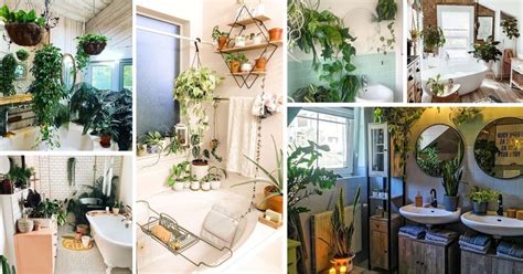 18 Best Hanging Plant Ideas For Bathroom That Will Make It