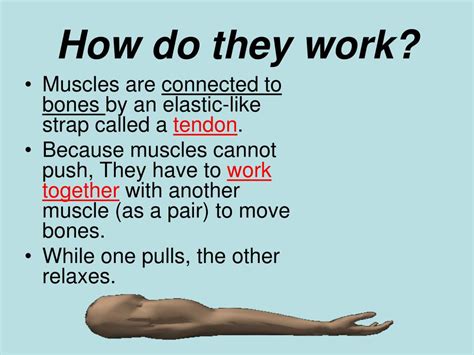 How Do Pairs Of Skeletal Muscles Work Together Why Is Exercise