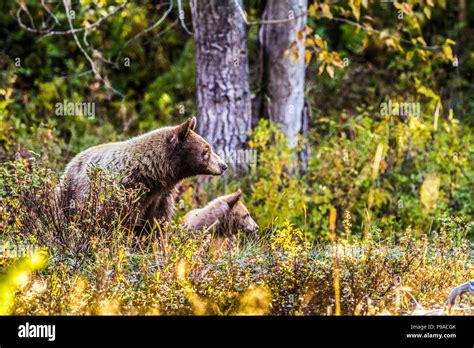 Black Bear Ursus Americanus Female Black Bear And Cub On The Lookout