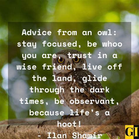 20 Wise Old Owl Quotes Sayings And Phrases