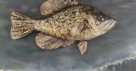 Truth And Beauty And Light Black Crappie Carved By Richard Painted By