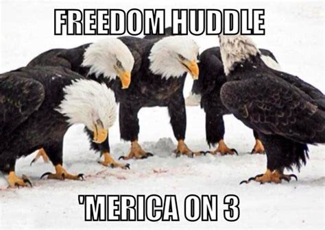 Pin By Docs On Let Freedom Ring Bald Eagle Merica America Memes