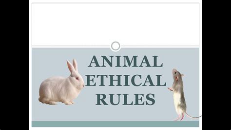 Animal Ethical Rules Laboratory Animals 🐵 Youtube