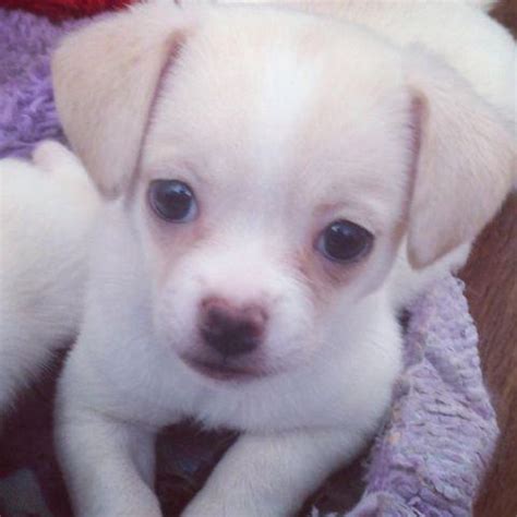 Chihuahuas wee love, reputable akc chihuahua breeder, long coat chihuahua puppies for sale, all sizes, all colors.raised in home! Cute Maltese Poodle Chihuahua puppies for sale for Sale in ...