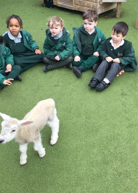 A Visit From Three Lambs Wilmslow Preparatory School