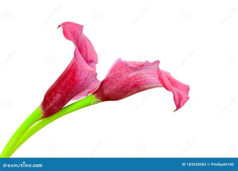 Close Up Of A Beautiful Pair Of Pink Calla Lilies Against Clear