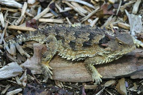 Fun Facts About Horned Lizards
