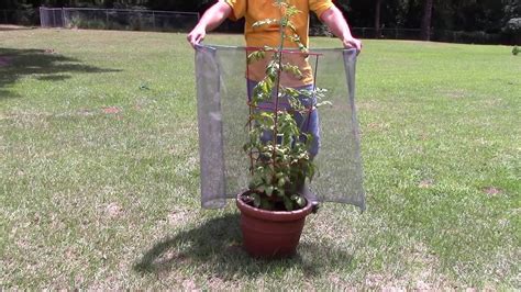 See more ideas about privacy landscaping, backyard landscaping, plants. TOMATO SCREEN PLANT PROTECTOR - YouTube