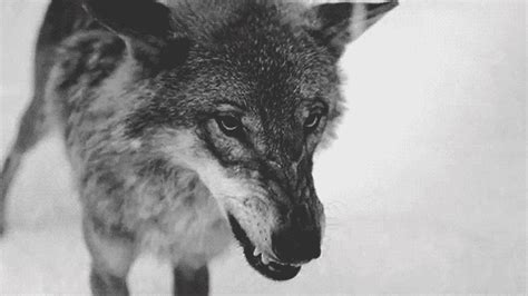 George tsaliagos the white wolf epic celtic fantasy music via pinterest.com. animal indie gif | WiffleGif