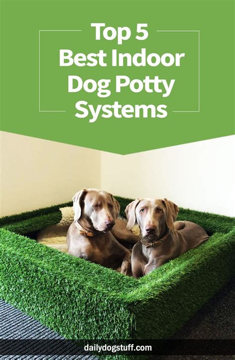 Support me on my patreon, to have access to. Top 5 Best Indoor Dog Potty Systems | Daily Dog Stuff ...