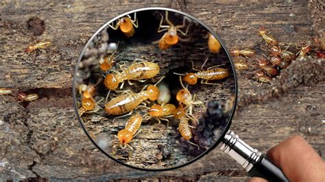 Comment se débarrasser des termites