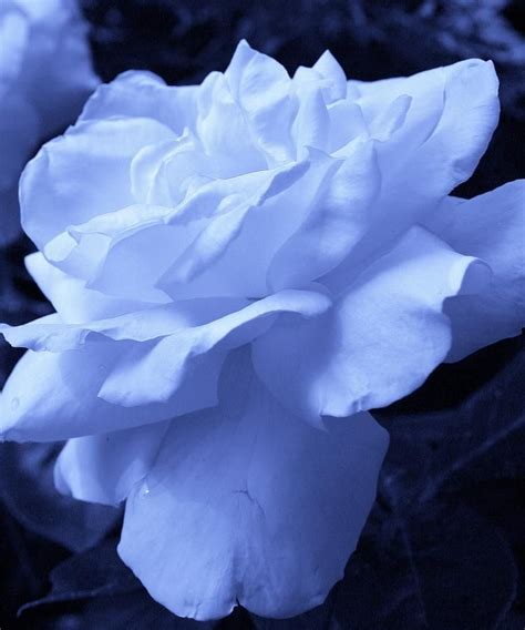 Ice Blue Rose Photograph By Bruce Bley Unusual Flowers Beautiful Rose