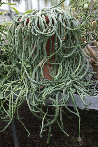 Euphorbia Medusa Forms A Twisting Crawling Mass Of Snake Like