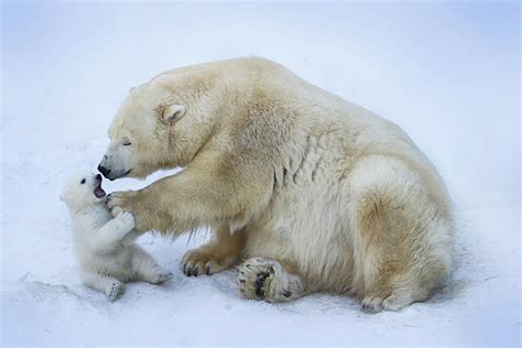 Polar Bear With Mom By Anton Belovodchenko