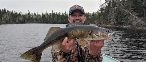 Introducing The Fish Of Ontario Canada Wildewood On Lake Savant