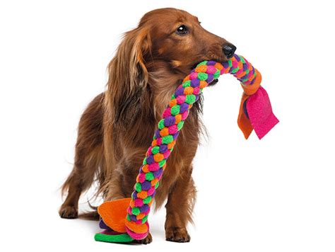 Toys mainly serve no purpose other than being fun to play with. DIY Dog Toy Ideas | Petfinder