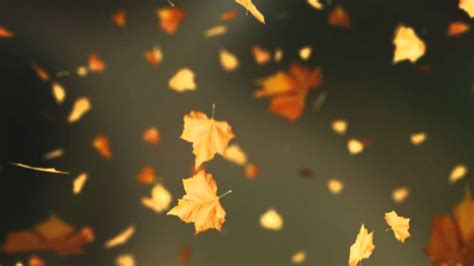 Animated Autumn Leaves Autumn Falling Leaves Stock Footage Video Of