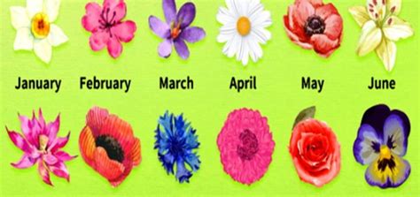 Discover Your Birth Month Flower And The Message It Has For You Namastest