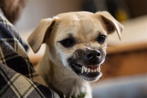 ¿cómo Saber Si Tu Perro Te Odia Señales De Que Algo No Va Bien Y Qué Hacer