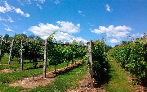 The Top Vineyards All Around The Us Travel Leisure