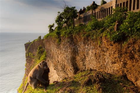 View Of A Cliff At Uluwatu Temple Bali Indonesia Stock Image Image