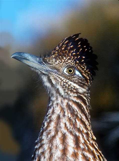 It took some time to find a driver for transporting the dodge. California desert roadrunners disappear each winter, here's why