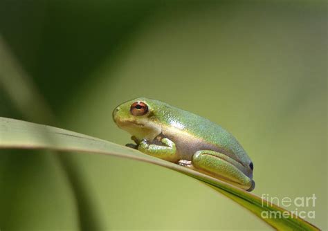 New Baby Green Tree Frog Photograph By Kathy Baccari Pixels
