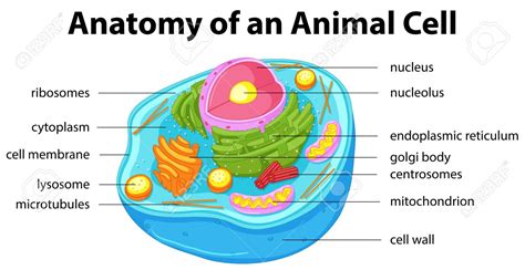 Check spelling or type a new query. Animal Cells Drawing at GetDrawings | Free download