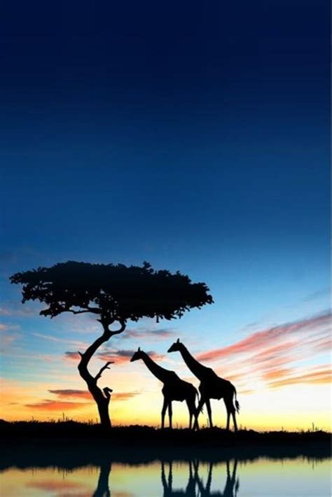 Giraffes In Sunset Nature Photography Scenery African Animals