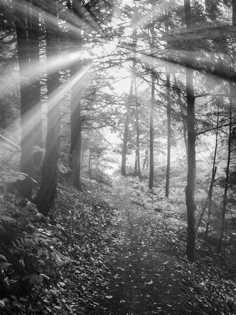 Sun Rays Through Tree Branches Illuminating Footpath In Forest Stock