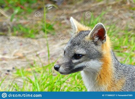 Gray Fox Urocyon Cinereoargenteus Stock Image Image Of Outdoors