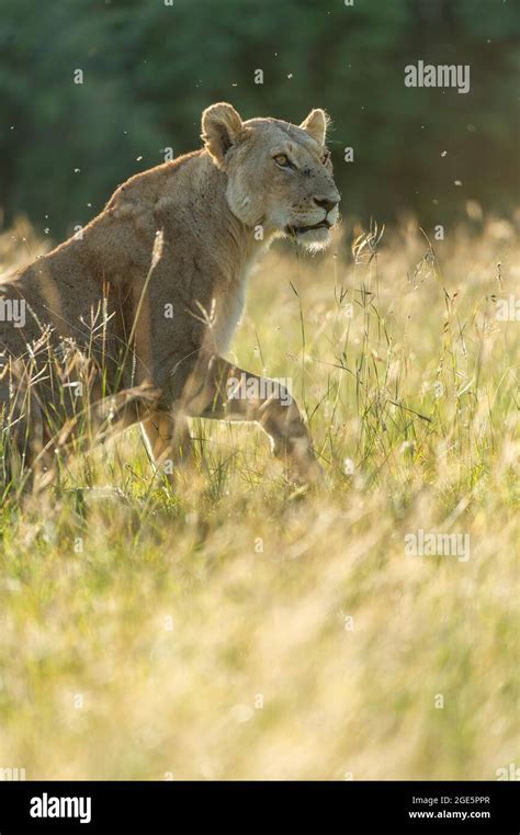 Lion Panthera Leo Lioness In The Grass Of The Savannah Masai Mara
