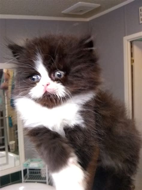 Well you're in luck, because here they come. Munchkin Cats For Sale | Cecilia, KY #309970 | Petzlover