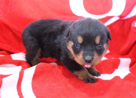 Rottweiler puppy for sale near indiana, eagle creek, usa. Miranda - female AKC Rottweiler puppy for sale at ...