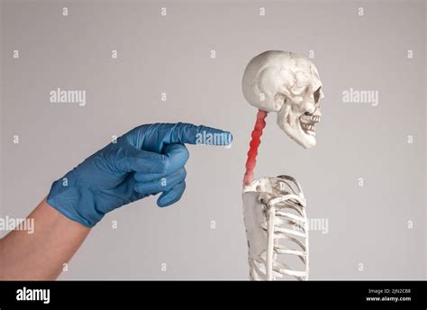 El Médico índice Señala Las Vértebras Cervicales Del Esqueleto Con