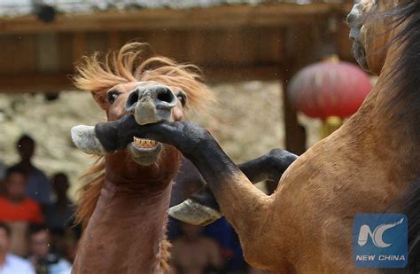 stunning barbaric horse fighting game held  rongshui   chinas guangxi   xinhe