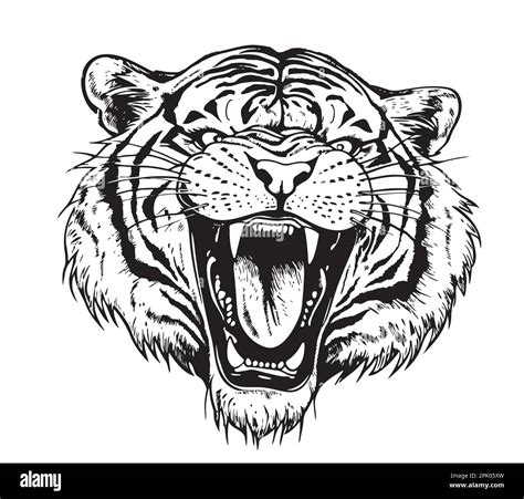 Roaring Tiger Drawing