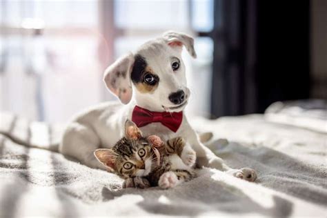 What You Need To Know Before Desexing Your Pets