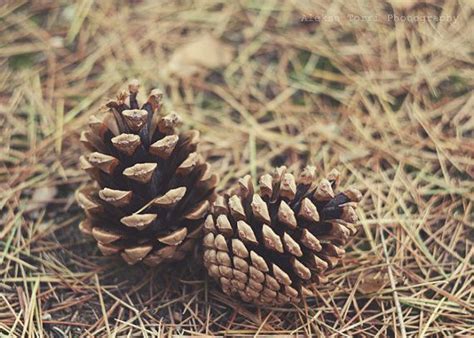 Items Similar To Pine Cones Photography Nature Photography Forest