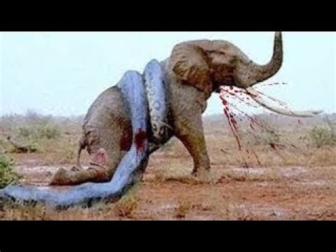 Maybe you would like to learn more about one of these? 14 CRAZIEST Animal Fights Caught On Camera - PakVim.net HD ...