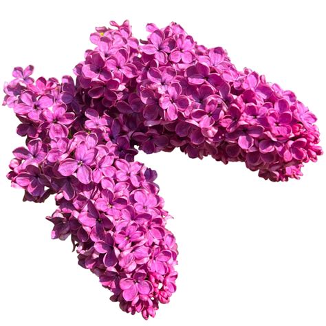 Bunch Of Lilac Flower 24190503 Png