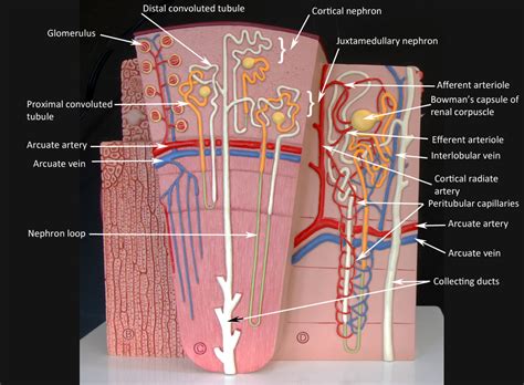 The blood vessels are the components of the circulatory system that transport blood throughout the human body. Kidneys - HUMAN ANATOMY WEB SITE