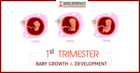 1 To 3 Months Pregnancy Period Baby Growth And Development